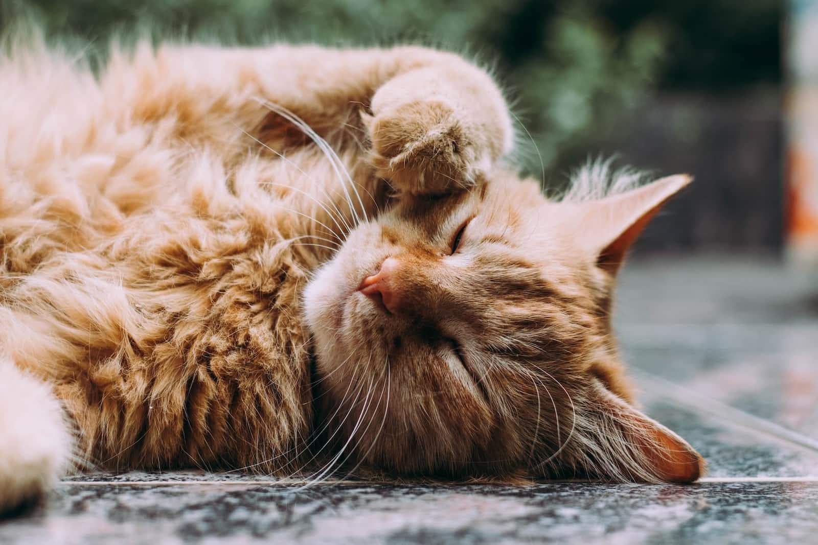 Codebases are Pets, Not Cattle